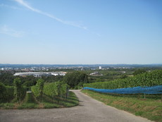 Weinreben mit Trauben 003.jpg
